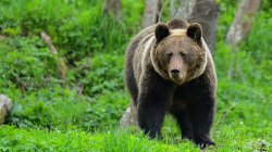 Woman killed by bear in Polish forest, son and local government say