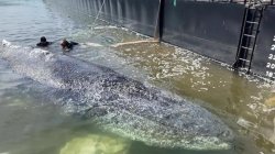 Whale to be removed from Danish island after failed German rescue