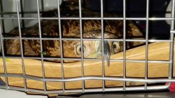 Kidnapped rare Serbian eagle freed into wild after rescue