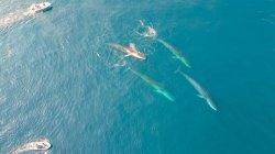 Giant whales move into Greenland waters as ice disappears