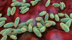 What is pneumonic plague and how does it spread?