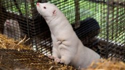 Denmark to ban mink farming in government U-turn