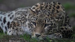 Dutch zookeeper dies after being mauled by leopard