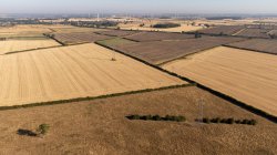 Prolonged drought could cause shortage of some foods, farmers' union head says