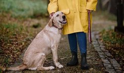 'Waterproof' welly boots 'perfect for dog walks' are on sale as rain hits UK