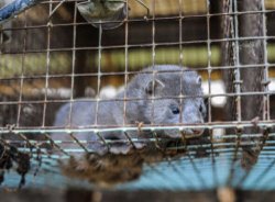 Celebrities urged to boycott Milan Fashion Week after spike in global fur sales