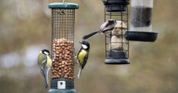 Anyone with bird <b class='text-danger'>feeder</b> in garden issued urgent warning
