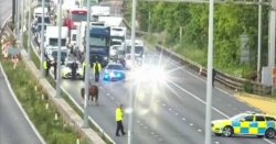 M4 Gloucestershire LIVE: Animals on motorway causes mammoth delays as traffic held