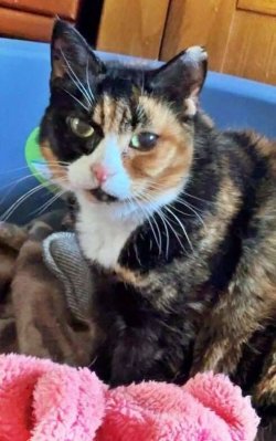 Cat put down by RSPCA within hours as family warns 'microchips don't mean anything'