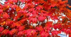 Japanese maples stay healthy in hot weather if you water at this key time of year