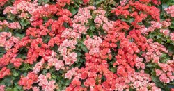 Begonias will bloom beautifully all summer if gardeners follow this easy routine