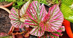 I won gold at RHS Chelsea Flower Show - these are the begonias every gardener should grow
