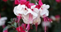 Garden expert reveals the one simple rule for beautiful fushia flowers all summer
