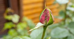 RHS Chelsea expert's miraculous FREE trick to get rid of greenfly on roses