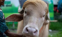 Albino buffalo named 'Donald Trump' to be slaughtered after becoming social media star