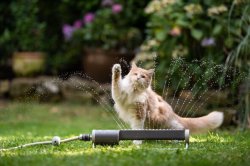 Vet says 'never' spray cats with water to cool them down during heatwave