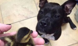 Best of friends! Adorable pictures show how pit bull and duckling struck an unlikely bond