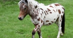 Police hunt thieves after rare miniature horses stolen from UK farm
