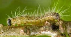 UK council issues urgent warning over dangerous caterpillars