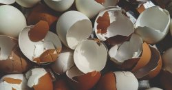Gardeners urged to use eggshells this month to solve common problem