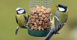 Anyone with bird feeders in garden urged to move them before Sunday