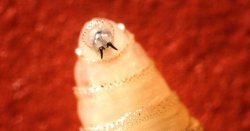 Deadly parasite spreads to second US state as locals beg Trump to declare emergency
