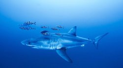 Mediterranean Great White shark: Diver's 'hands were shaking' in 'first ever recording'