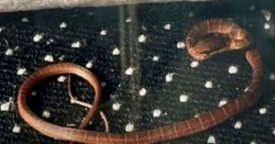 'Venomous' snake escapes on packed TUI flight bound for UK - could have been 'pandemonium'