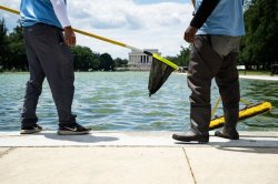 Trump's 'American flag blue' reflecting pool turns nasty green after $14M glow-up
