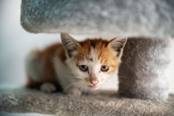 Cat owners warning over condition that 'can kill in under 48 hours'