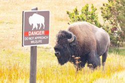 Child taken to hospital after being injured by bison at Yellowstone National Park