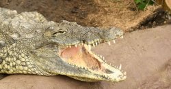 Family of boy, 3, injured in crocodile enclosure incident breaks silence - 'challenging'