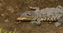 Carers of man who 'threw' boy, 3, into crocodile enclosure 'were on their phones'
