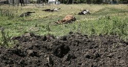 Maniac Putin ‘deliberately dumping anthrax-infected livestock in Ukraine’