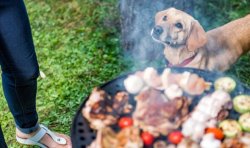 Vets sound alarm over UK heatwave home BBQs causing this issue for pets