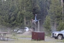 Yellowstone bison attack: Tourist hurled 8 feet in the air - despite 'safe distance'