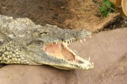 Major update after boy, 3, 'thrown into crocodile enclosure'