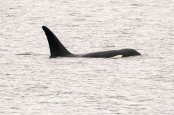 Orcas sink yacht off Spain after fourth terrifying attack in one day