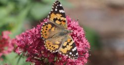 UK experiencing 'once in a decade phenomenon' with butterfly explosion