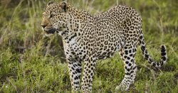 Horror as boy, 10, dies after leopard grabbed him by the neck
