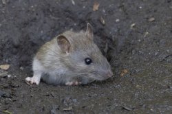 35C heartwave rats warning as 'numbers soar in last month' but new rules ban traps