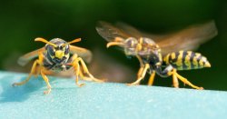 Wasps will stay out of homes and gardens if you use any of these 4 oils