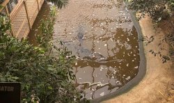 Chilling photos and video emerge as boy, 3, 'thrown' into crocodile enclosure at UK zoo