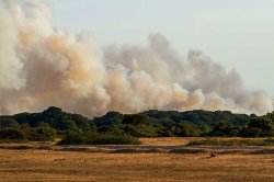Major wildfire erupts as 26 fire engines rush to blaze after A31 vehicle fire