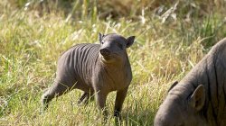 UK zoo announces birth of rare 'grapefruit with legs' pig-deer