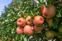 UK facing horror cider shortage after 'worst apple harvest in 40 years'