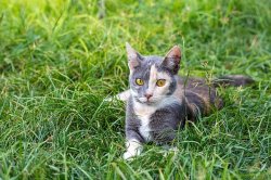 Woman brands stray cat 'ugly' - but the moggie gets last laugh