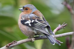 Anyone feeding birds in their garden told of new RSPB October 'rule'