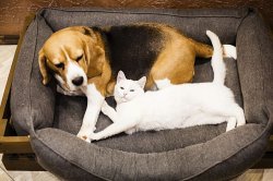 Cat and dog owners told 'contact your vet now' - key date approaching
