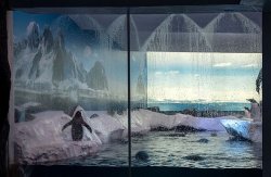 London Aquarium accused of ‘dither and delay’ over new penguin enclosure